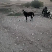 کره نر ۶ماهه پر خون و درشت|اسب و تجهیزات اسب‌سواری|اسدآباد, |دیوار