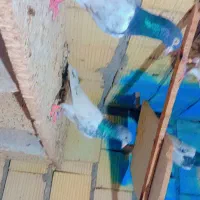کبوتر پاکستانی|پرنده|میناب, |دیوار