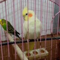 عروس هلندی ومرغ عشق|پرنده|سبزوار, جهاد کشاورزی|دیوار