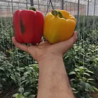 استخدام نیروی آقا کارگر ساده ترجیحا اتباع با مجوز|استخدام صنعتی، فنی، مهندسی|گلپایگان, |دیوار