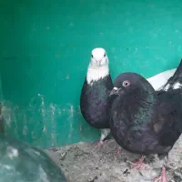 جفتمادهغریبگیری