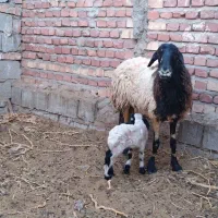 قوچ میش نری