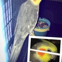 عروس هلندی سخنگو دستی نر