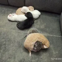 ملوس های کوچو لو