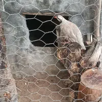 مرغ خروس|حیوانات مزرعه|اصفهان, ناژوان|دیوار