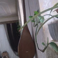 دوتار خوش صدا قدیمی نرم پنجه استاندارد