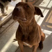 سگ پیتبول|سگ|کرج, کیانمهر|دیوار