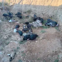 بوقلمون ماده و نر