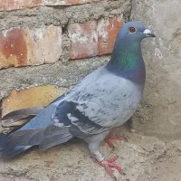 کبوتر سبز با خال پشت