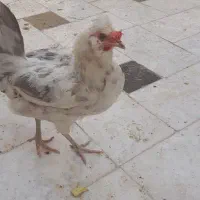 دو مرغ گلین طوسی و یک جوجه خروس گلین
