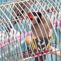 سهره قفس و یکماه قفس بندر ماهشهر