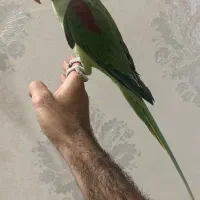 شاه طوطی سخنگو|پرنده|یزد, |دیوار