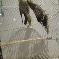 عروس هلندی|پرنده|قم, سالاریه|دیوار