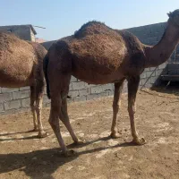 شتر ابست جوان|حیوانات مزرعه|بندر ترکمن, |دیوار