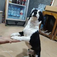 سگ پا کوتاه