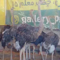 فروش شترمرغ