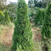 تویا آمریکایی ارتفاع بالا ۲متر