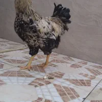 مرغ خروس  توافقی
