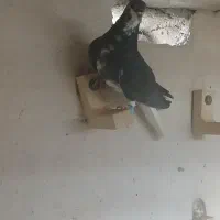 کبوتر گرفتنی