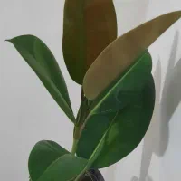 یوکا|گل و گیاه طبیعی|کرج, باغستان|دیوار