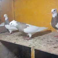 طوقی