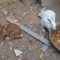 خرگوش|موش و خرگوش|بندر گناوه, |دیوار