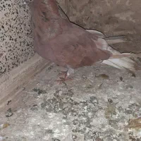 کفتر یا کبوتر|پرنده|ماهدشت, |دیوار