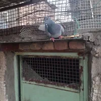 دم سفید کرمانی|پرنده|بیرجند, |دیوار