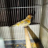 دوتا جوجه گلبسر نر|پرنده|ری, علایین|دیوار