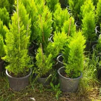 یاس هلندی|گل و گیاه طبیعی|کلاچای, |دیوار