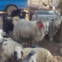 دوعدد چپش سبز رنگ|حیوانات مزرعه|شیراز, شهدای شهرک سعدی|دیوار
