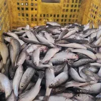 ماهی کاریز تازه روغنی