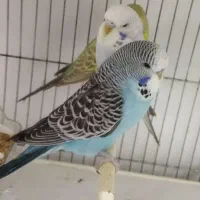 مرغ‌عشق‌‌ ‌انگلیسی|پرنده|قم, حنیف نژاد|دیوار