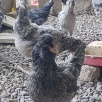 تخم مرغ نطفه دارگلین چهل تاج ریشوطوسی فول بشرط|حیوانات مزرعه|زنجان, |دیوار