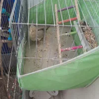 عروس هلندی نر