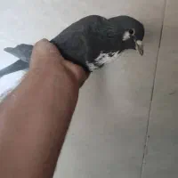 ۲تا زرد ۱گلی ۱زاغ ریشی|پرنده|زرند, |دیوار