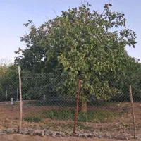 باغ گردو نقلی خوش قواره موقعیت خوب سراشیان کرمجگان|فروش زمین و ملک کلنگی|قم, مسکن مهر|دیوار