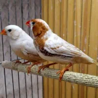 فنچ اورنج مرغ عشق رنگین کمانی