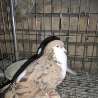 کبوتر