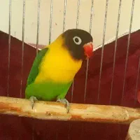 طوطی برزیلی|پرنده|تهران, دهقان|دیوار