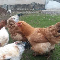 فروش مرغ امپراتور|حیوانات مزرعه|شاندرمن, |دیوار