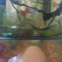 ماهی گوپی|ماهی|سیاهکل, |دیوار