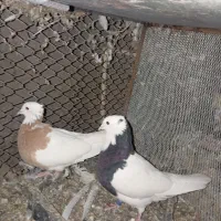 طوقی|پرنده|زابل, |دیوار