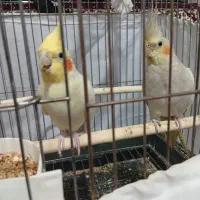 عروس هلندی