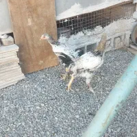 مرغ وخروس لاری