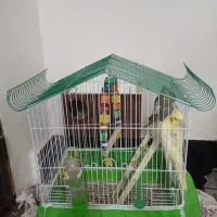 عروس هلندی نروماده وسرحال