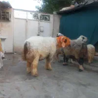 کوه تخمی