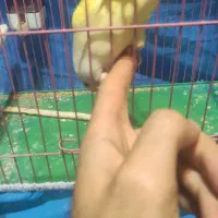 کوتوله برزیلی دستی