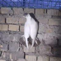 کبوتر زینتی