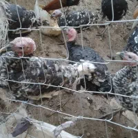 بوقلمون خروس محلی|حیوانات مزرعه|ارژن, |دیوار